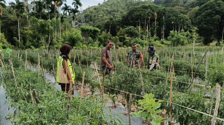 Babinsa Koramil 04/Sawang Dampingi Petani Cabai, Perkuat Ketahanan Pangan di Desa Ujung Karang