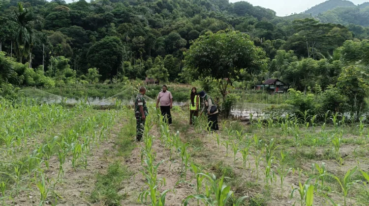 Babinsa Sawang Dampingi Petani, Dorong Lahan Kosong Jadi Sumber Pangan
