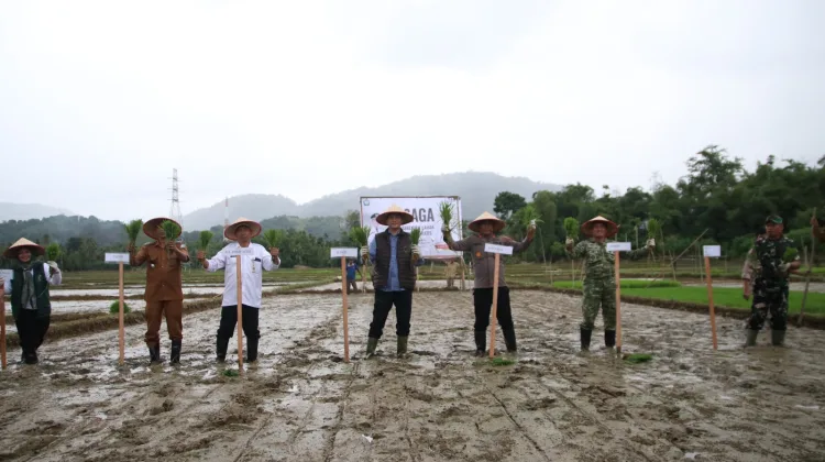 Dandim 0107/Aceh Selatan Bersama Bupati Tanam Padi Serentak di Lahan Basaga