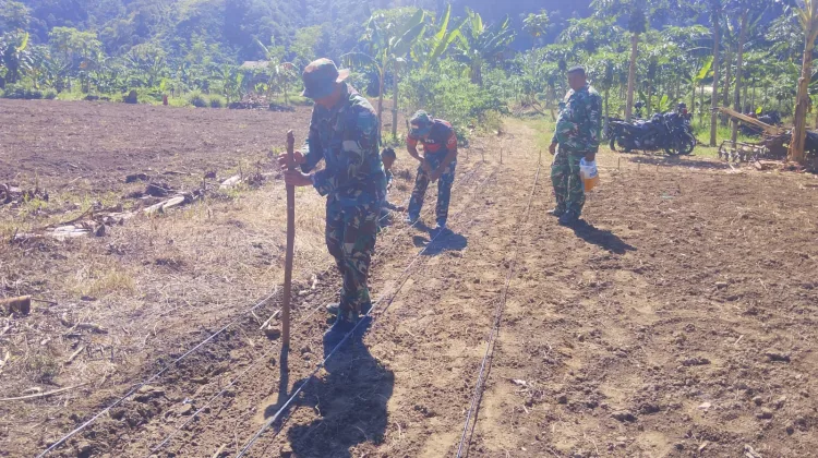 Kodim 0107/Aceh Selatan Mulai Tanam Jagung di Lahan Kompi Produksi