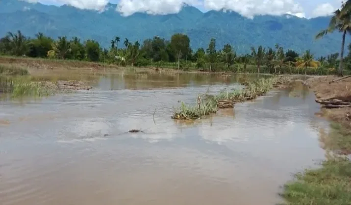 Tanggul Lawe Alas Jebol, Ratusan Hektare Lahan Petani di Aceh Tenggara Terancam Gagal Panen